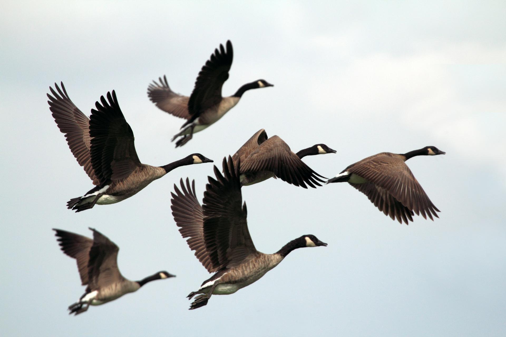 Foto di germani reali in volo