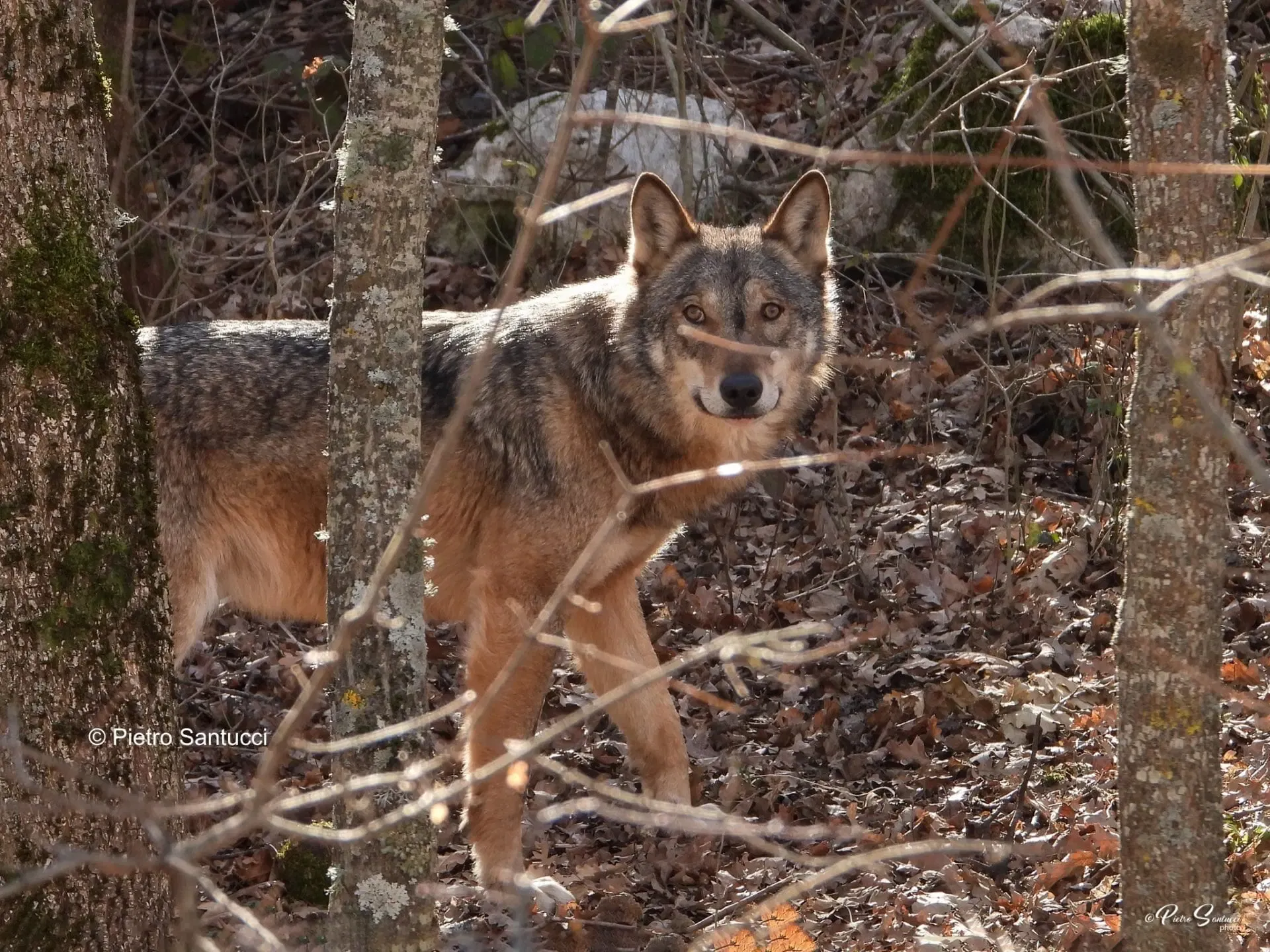 foto di un lupo nel bosco