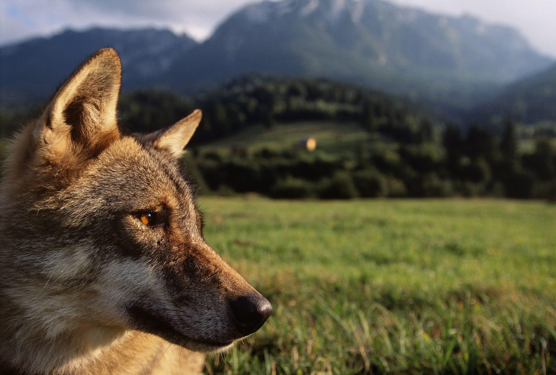 foto di lupo