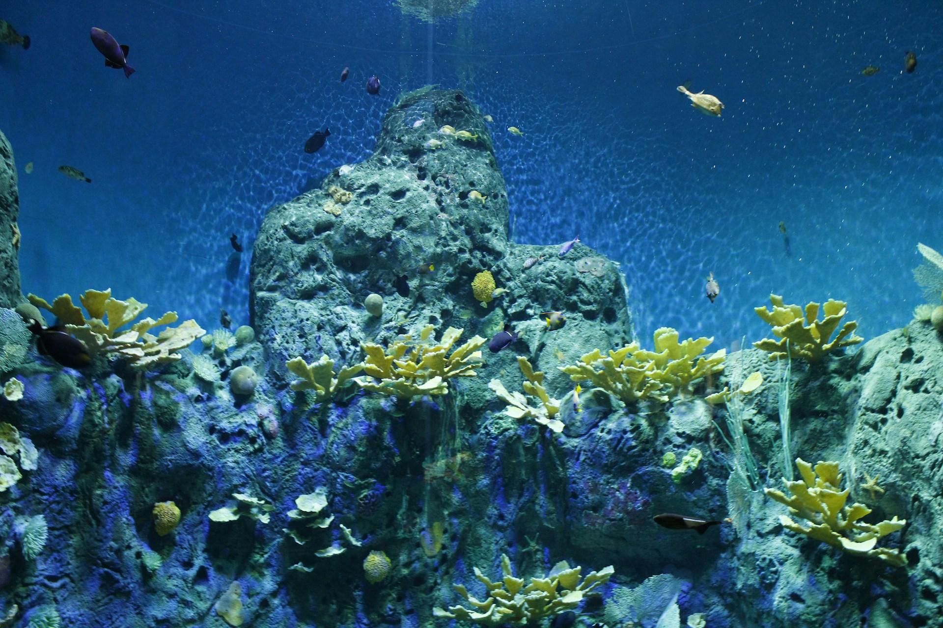 foto di fondale marino