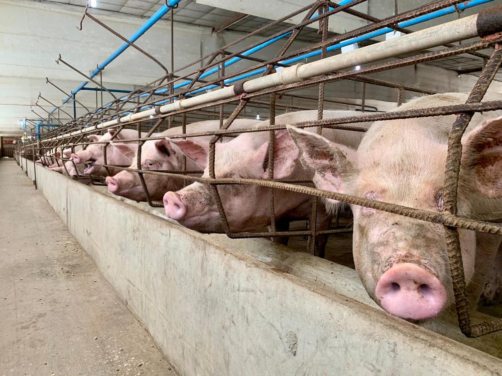 Foto di suini in allevamento intensivo