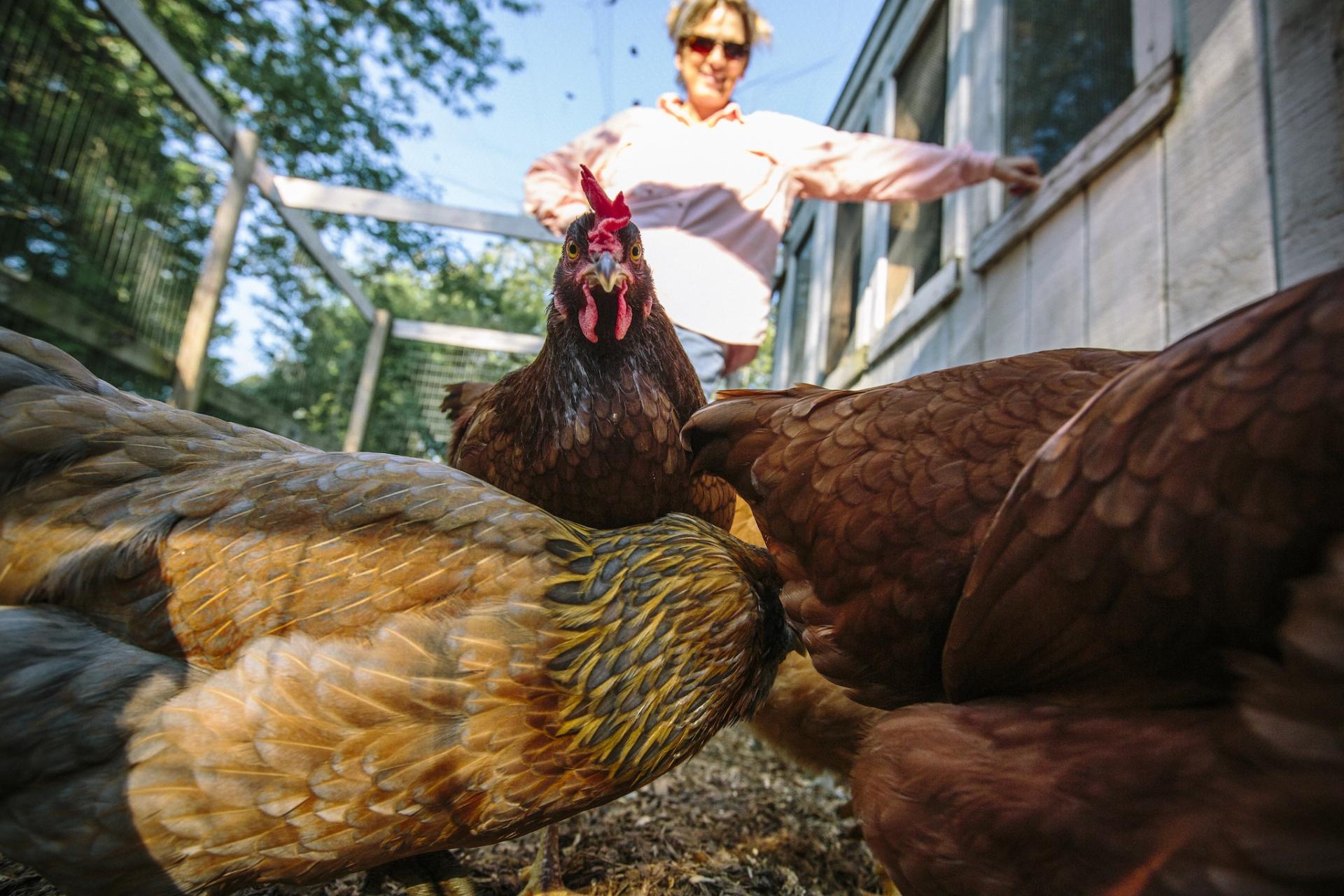 foto di galline in primo piano