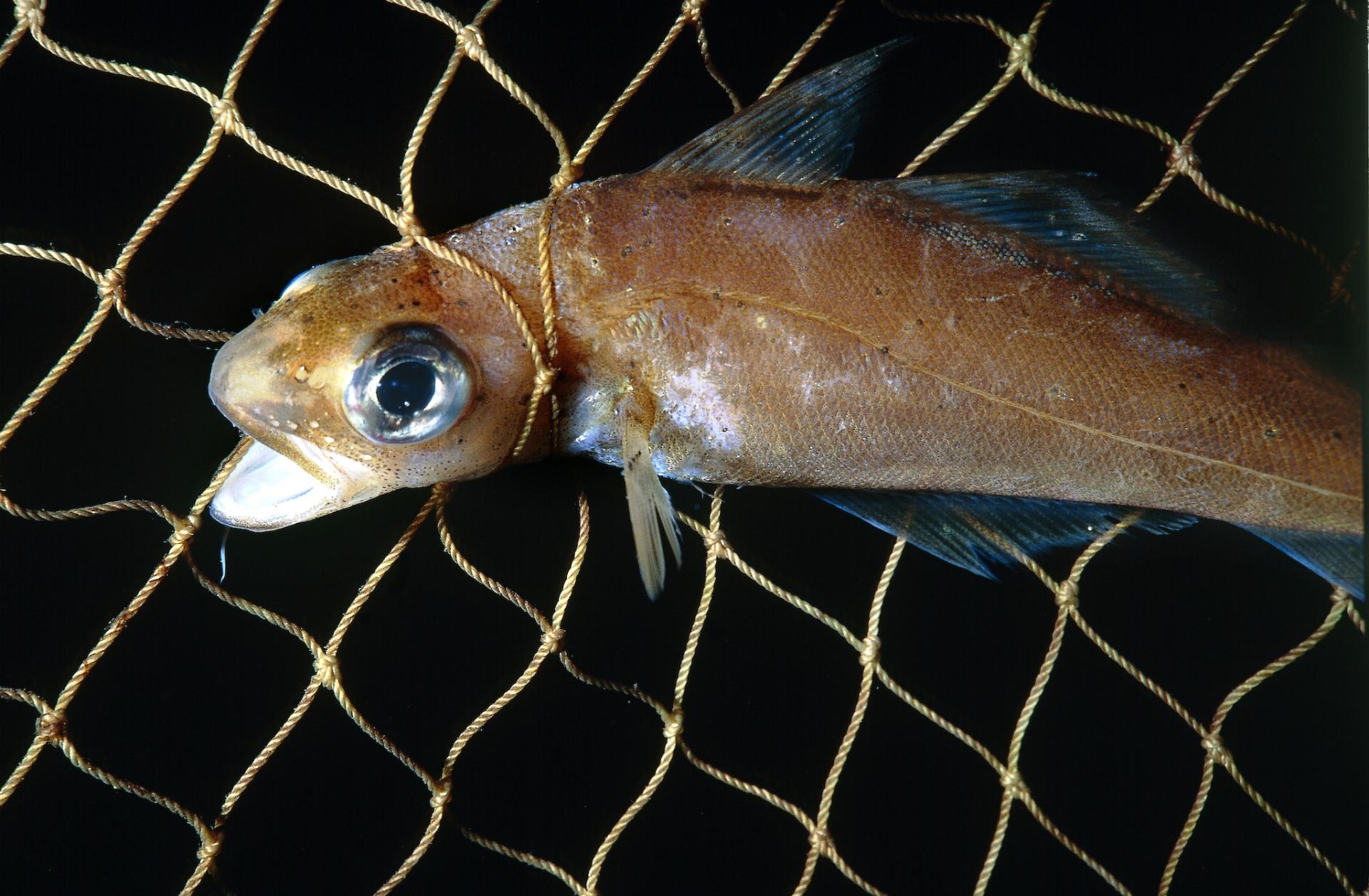 foto di merluzzo impigliato in una rete