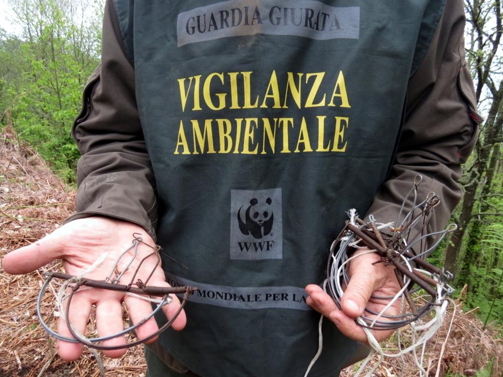 Foto di trappole mostrate da una guardia ambientale