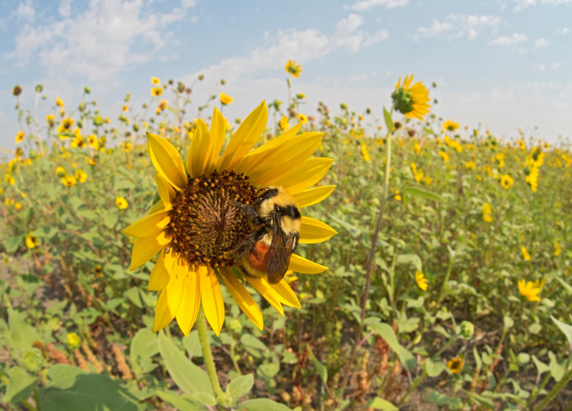 Foto di Bombo di Hunt su un girasole