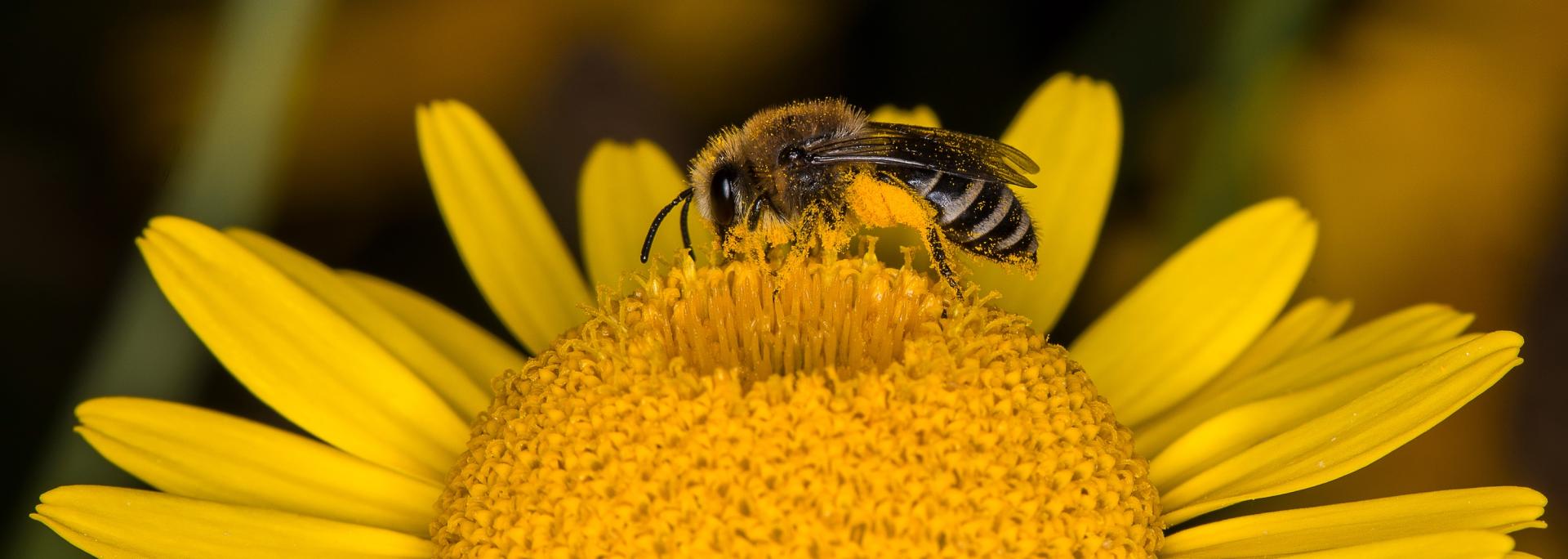 foto di insetto impollinatore su una margherita